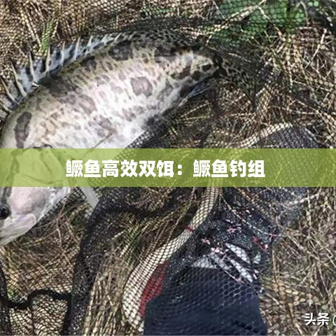 鳜鱼高效双饵：鳜鱼钓组 