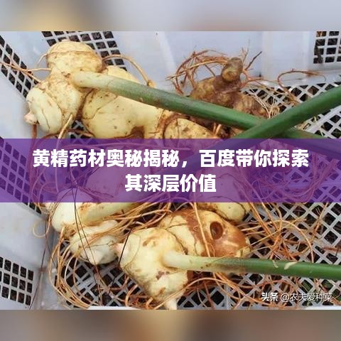 黄精药材奥秘揭秘，百度带你探索其深层价值