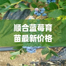 顺合蓝莓育苗最新价格表与种植前景深度解析