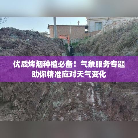 优质烤烟种植必备！气象服务专题助你精准应对天气变化