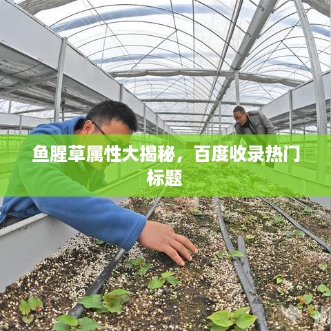 鱼腥草属性大揭秘，百度收录热门标题