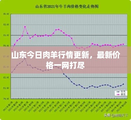 山东今日肉羊行情更新，最新价格一网打尽