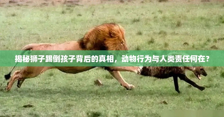 揭秘狮子踢倒孩子背后的真相，动物行为与人类责任何在？