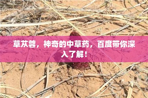 草苁蓉，神奇的中草药，百度带你深入了解！