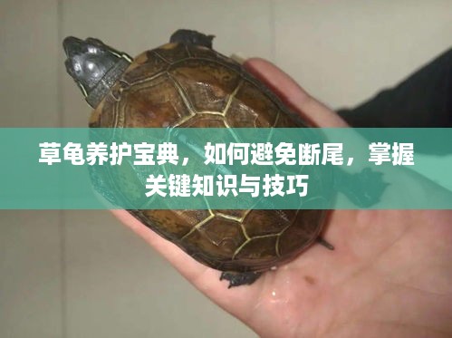 草龟养护宝典，如何避免断尾，掌握关键知识与技巧