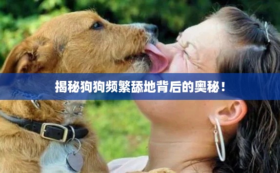 揭秘狗狗频繁舔地背后的奥秘！