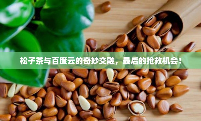 松子茶与百度云的奇妙交融，最后的抢救机会！