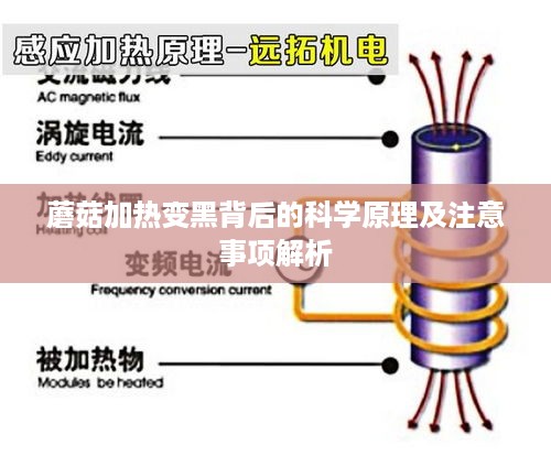 蘑菇加热变黑背后的科学原理及注意事项解析