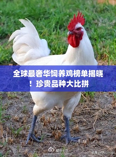 全球最奢华饲养鸡榜单揭晓！珍贵品种大比拼