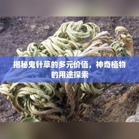 揭秘鬼针草的多元价值，神奇植物的用途探索