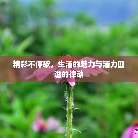 精彩不停歇，生活的魅力与活力四溢的律动