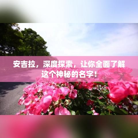 安吉拉，深度探索，让你全面了解这个神秘的名字！