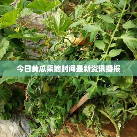 今日黄瓜采摘时间最新资讯播报