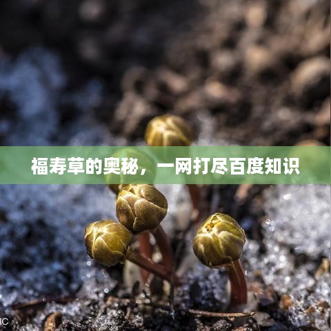 福寿草的奥秘，一网打尽百度知识