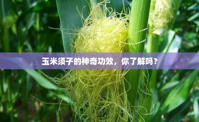 玉米须子的神奇功效，你了解吗？